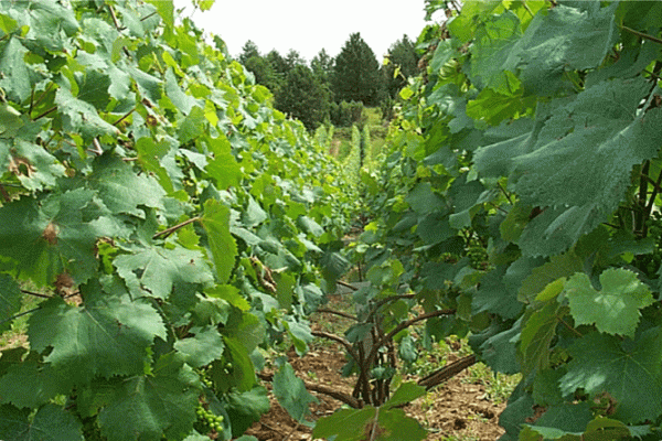 Soigner la vigne par les plantes
